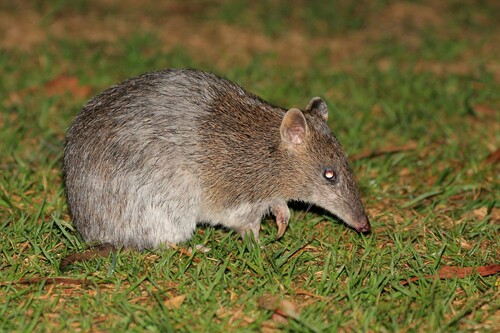 Southern Brown Bandicoot