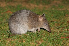 Southern Brown Bandicoot photo 1