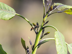 Ancistrocerus haematodes