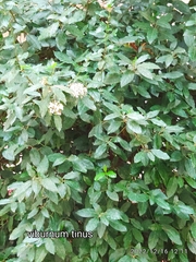 Viburnum tinus