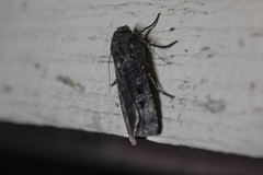 Agrotis munda