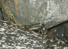 Grapsus adscensionis