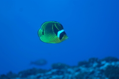 Chaetodon lunula