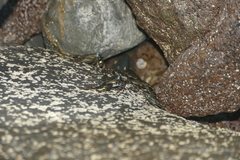 Grapsus adscensionis