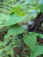 Echinostephia aculeata