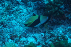 Rhinecanthus rectangulus