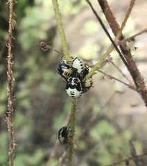 Cosmopepla conspicillaris