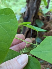 Echinostephia aculeata