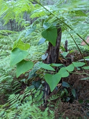 Echinostephia aculeata