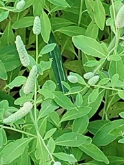 Sphenoclea