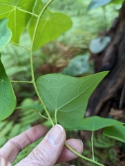 Echinostephia aculeata