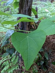 Echinostephia aculeata