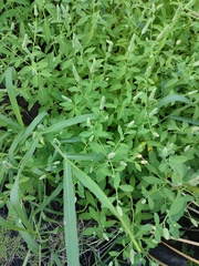 Sphenoclea
