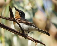Myiagra cyanoleuca