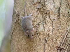 Antechinus stuartii
