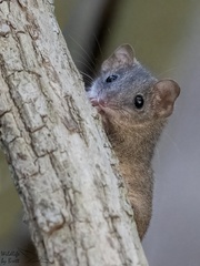 Antechinus stuartii