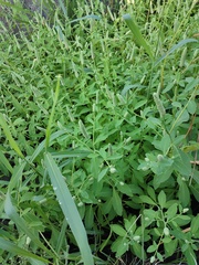 Sphenoclea