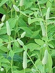 Sphenoclea