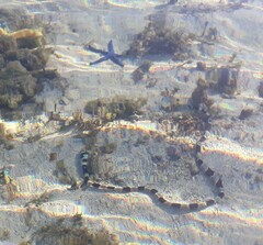 Myrichthys colubrinus