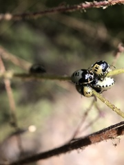 Cosmopepla conspicillaris