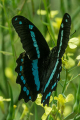 Papilio nireus