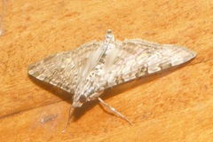 Dysallacta negatalis