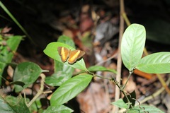 Cirrochroa satellita