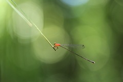 Amphicnemis