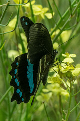 Papilio nireus