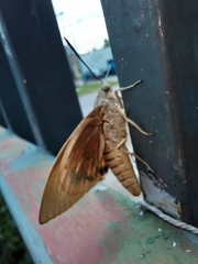 Paysandisia archon
