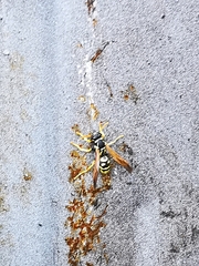 Polistes mongolicus