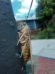 Paysandisia archon