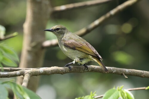 Gray-chinned Sunbird