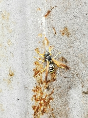 Polistes mongolicus