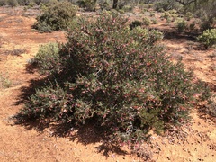 Eremophila maculata