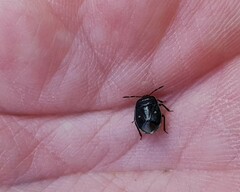 Adomerus biguttatus