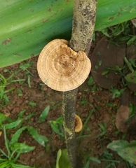 Hexagonia tenuis