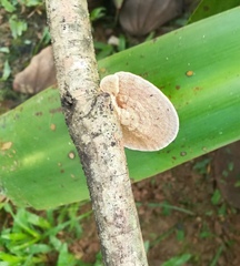 Hexagonia tenuis