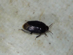 Macroscytus reflexus