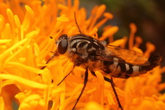 Apiocera longitudinalis