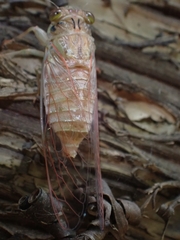 Tamasa tristigma
