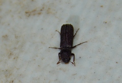 Bostrichidae