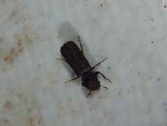 Bostrichidae