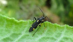 Capsodes sulcatus