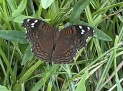 Junonia natalica natalica