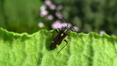Capsodes sulcatus