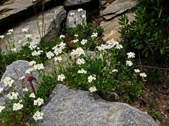 Achillea erba-rotta