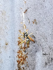 Polistes mongolicus