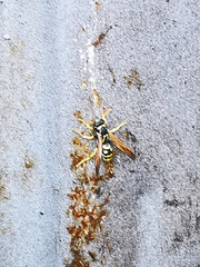 Polistes mongolicus