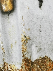 Polistes mongolicus